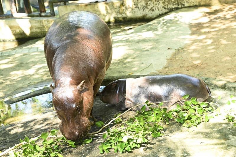 หมูเด้ง เป็นสักขี�